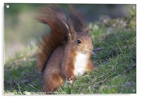 Red squirrel Acrylic by Roy Evans