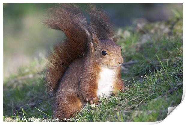 Red squirrel Print by Roy Evans