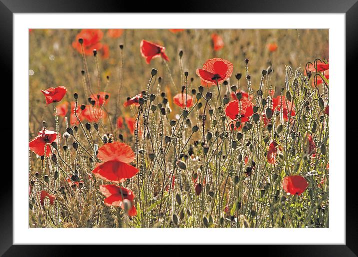 Sunlight on Poppies Framed Mounted Print by Dawn Cox