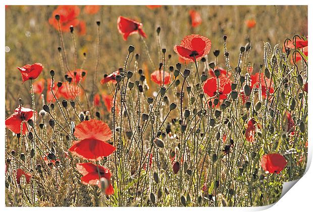 Sunlight on Poppies Print by Dawn Cox
