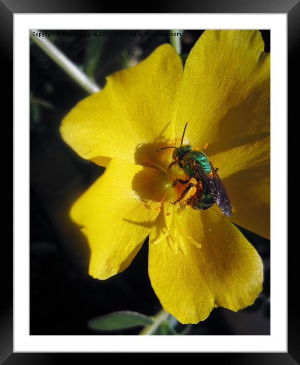A Bee and His Shadow Framed Mounted Print by Susan Medeiros