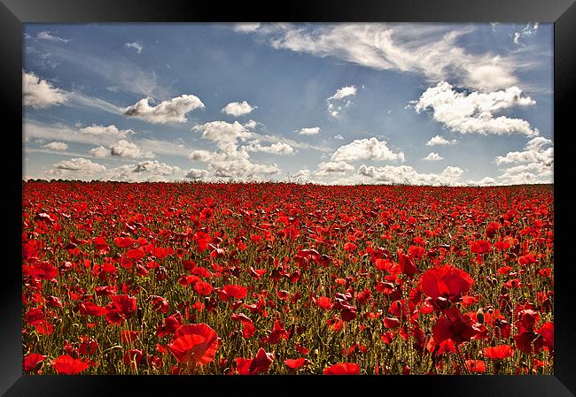 Glorious Poppies Framed Print by Dawn Cox