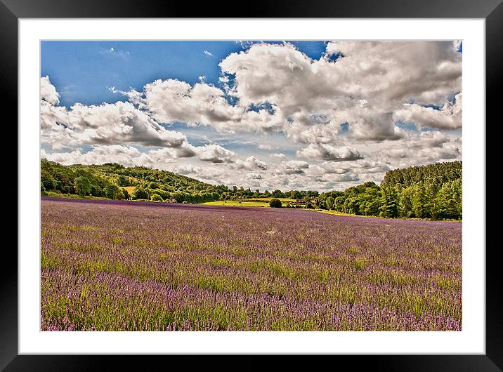 Lavender Field , Kent Framed Mounted Print by Dawn Cox