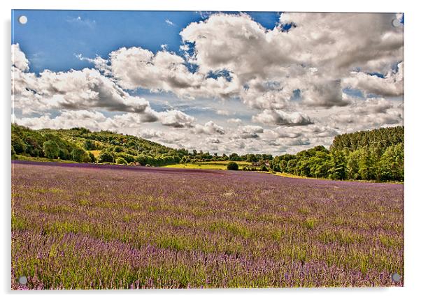 Lavender Field , Kent Acrylic by Dawn Cox