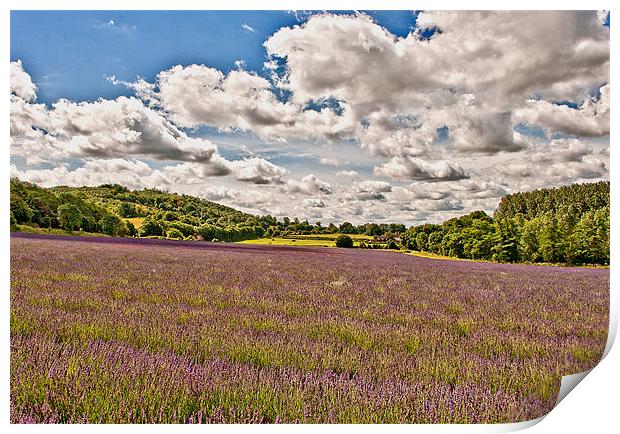Lavender Field , Kent Print by Dawn Cox