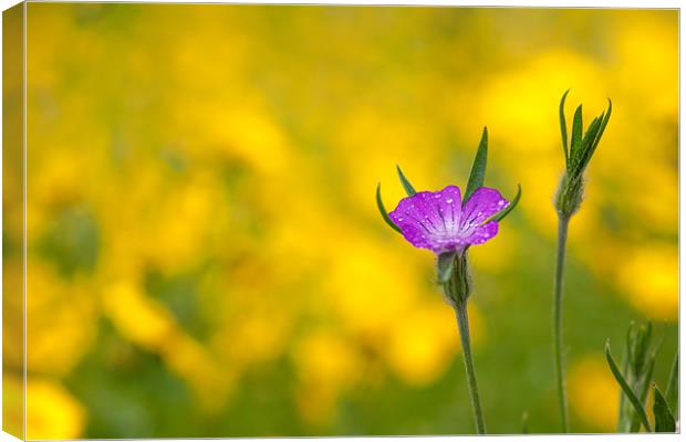 Pink on Yellow Canvas Print by Mark Harrop