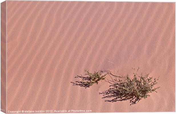 A lonely bush in the sand Canvas Print by stefano baldini