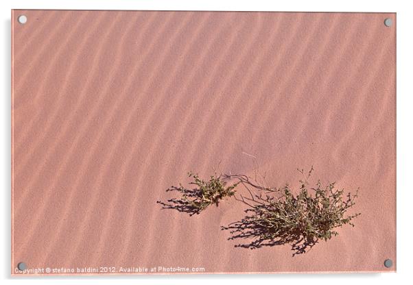 A lonely bush in the sand Acrylic by stefano baldini