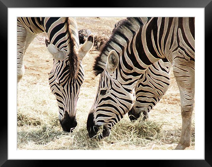 Zebra Trio Framed Mounted Print by Noreen Linale