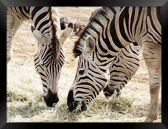 Zebra Trio Framed Print by Noreen Linale