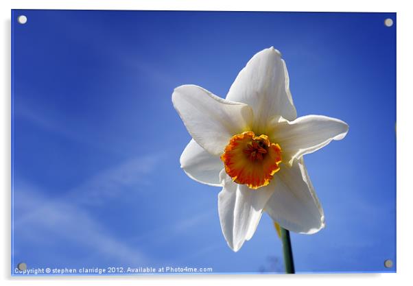 The Daffodil Acrylic by stephen clarridge