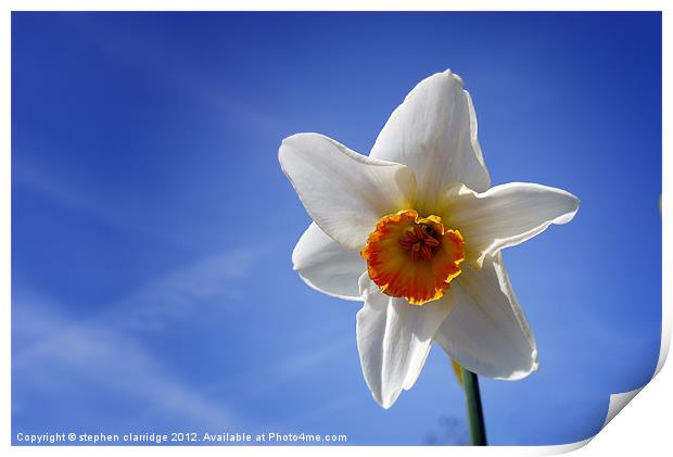 The Daffodil Print by stephen clarridge