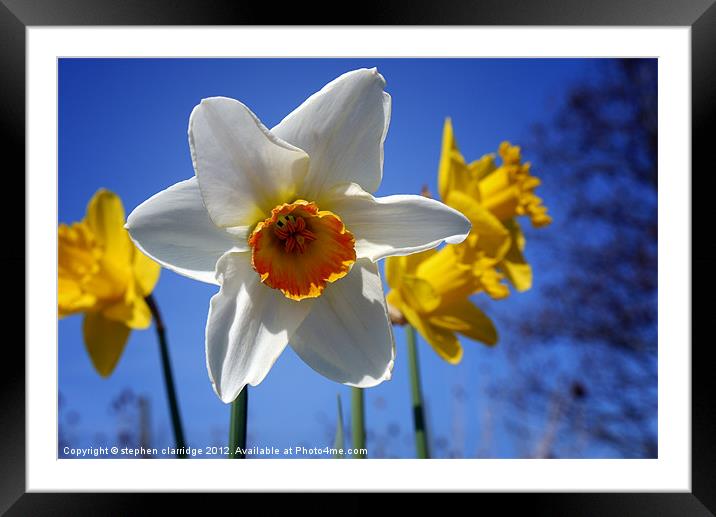 The daffodils of summer Framed Mounted Print by stephen clarridge