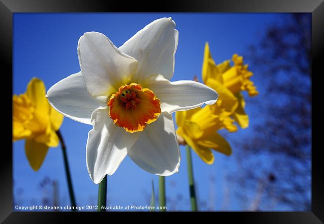 The daffodils of summer Framed Print by stephen clarridge