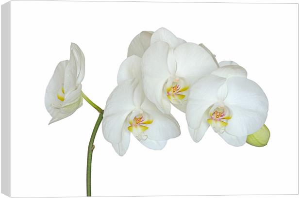 White Orchid Canvas Print by Diana Mower