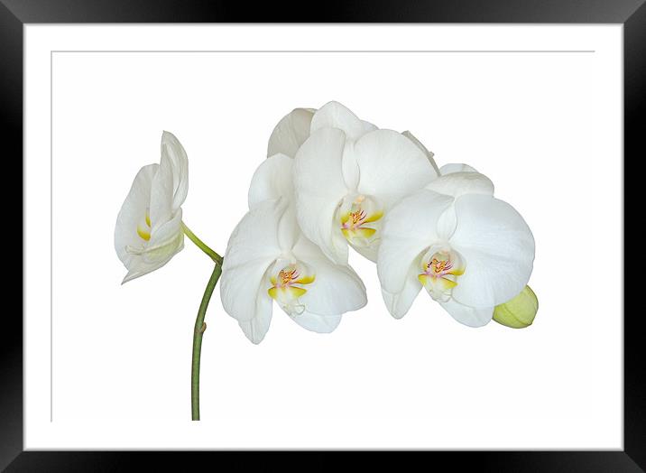 White Orchid Framed Mounted Print by Diana Mower