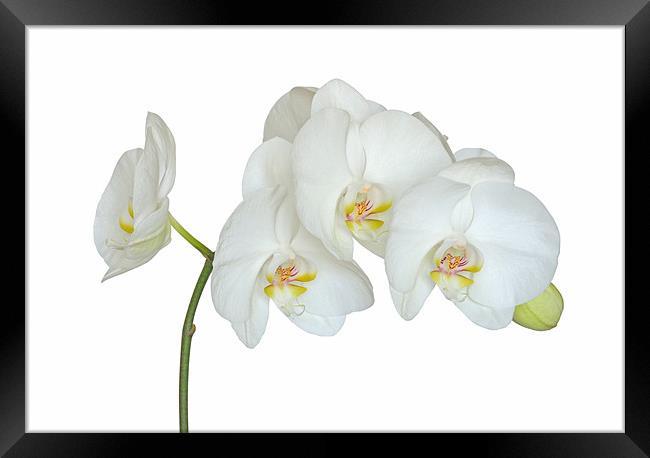 White Orchid Framed Print by Diana Mower