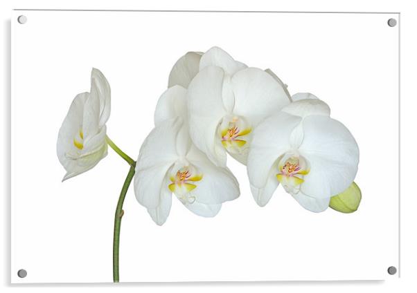 White Orchid Acrylic by Diana Mower