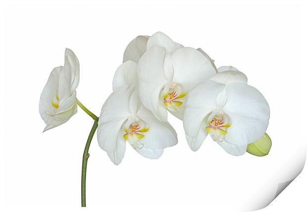 White Orchid Print by Diana Mower