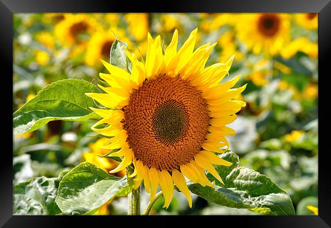 Sunflower Field Framed Print by Diana Mower