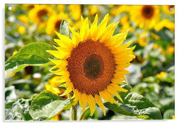 Sunflower Field Acrylic by Diana Mower