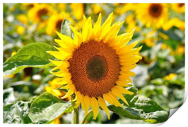 Sunflower Field Print by Diana Mower