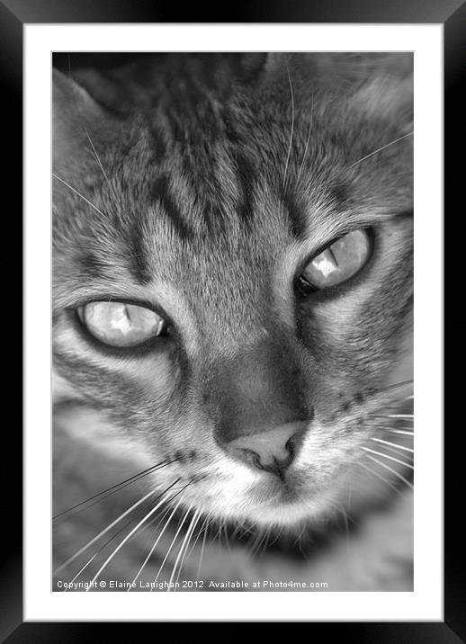 Look Into My Eyes Framed Mounted Print by Elaine Lanighan