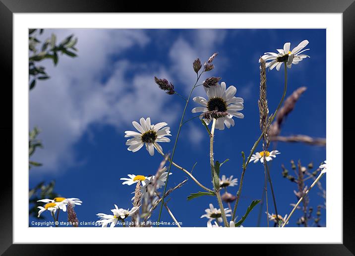 Oxeye Daisy's Framed Mounted Print by stephen clarridge