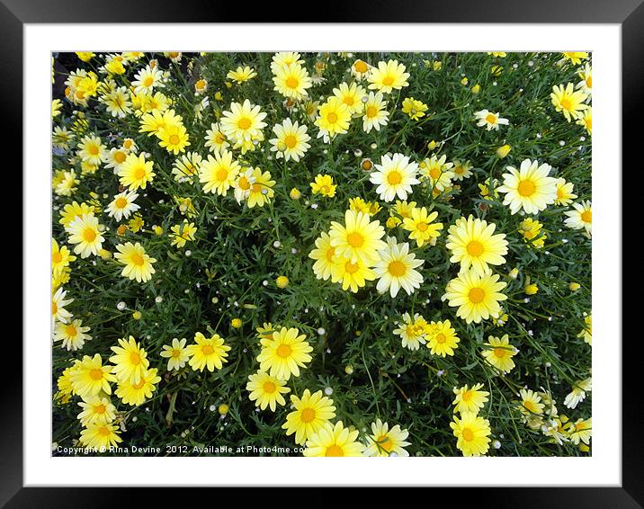 sun daisies Framed Mounted Print by Fine art by Rina