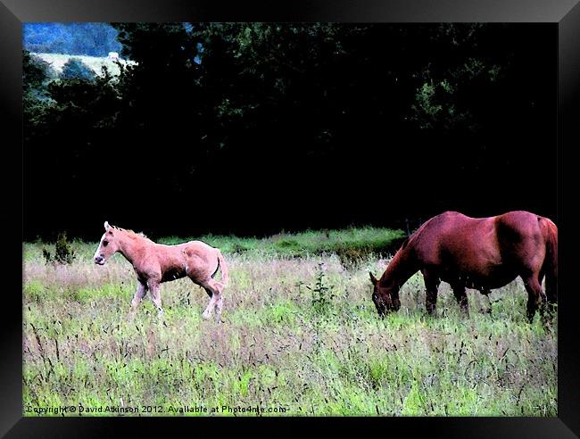 FOALING AROUND Framed Print by David Atkinson