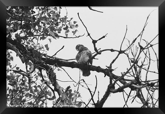 Curious Red Tailed Hawk Framed Print by Daryl Hill