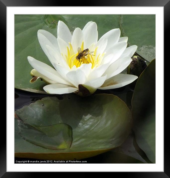 Water-lilly and Lilly pads Framed Mounted Print by Mandie Jarvis