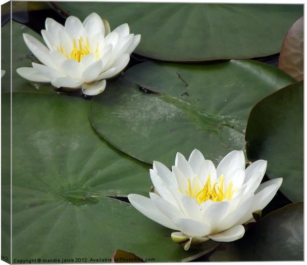 Water lilly duo Canvas Print by Mandie Jarvis