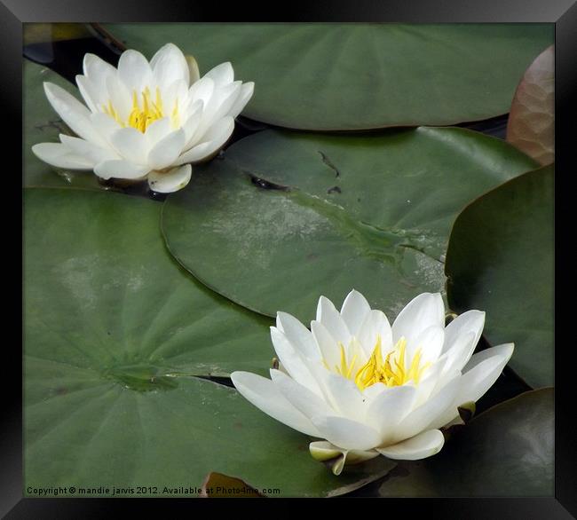 Water lilly duo Framed Print by Mandie Jarvis