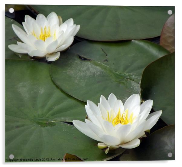 Water lilly duo Acrylic by Mandie Jarvis