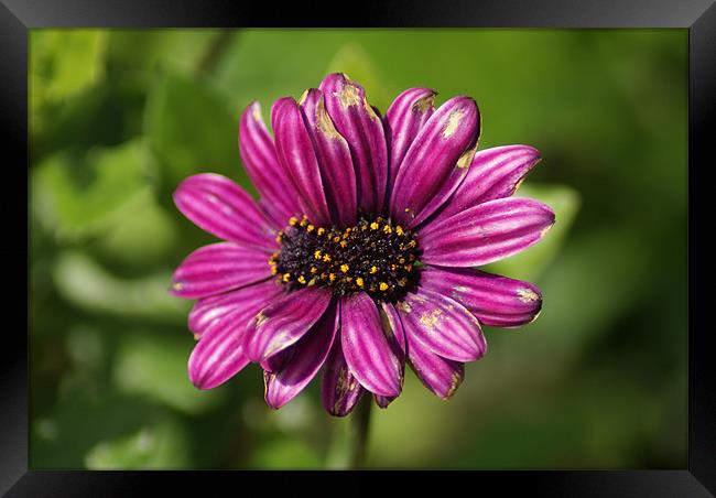 Mutant Osteospermum / Dimorphotheca Framed Print by Maria Tzamtzi Photography