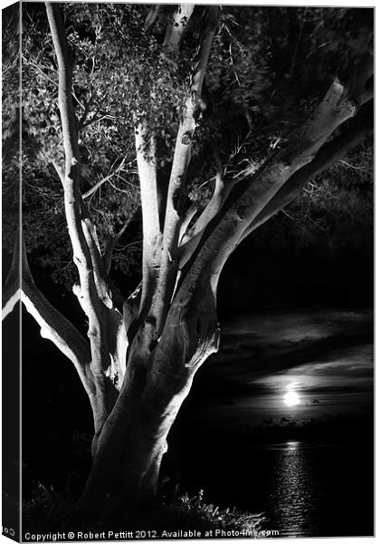 Ficus and moonlight Canvas Print by Robert Pettitt