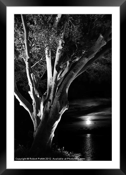 Ficus and moonlight Framed Mounted Print by Robert Pettitt