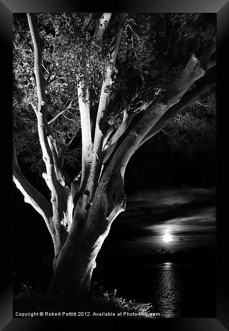 Ficus and moonlight Framed Print by Robert Pettitt