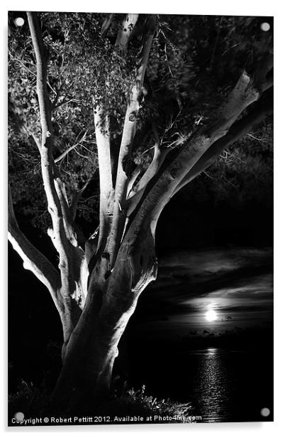 Ficus and moonlight Acrylic by Robert Pettitt