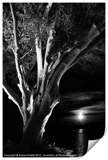 Ficus and moonlight Print by Robert Pettitt