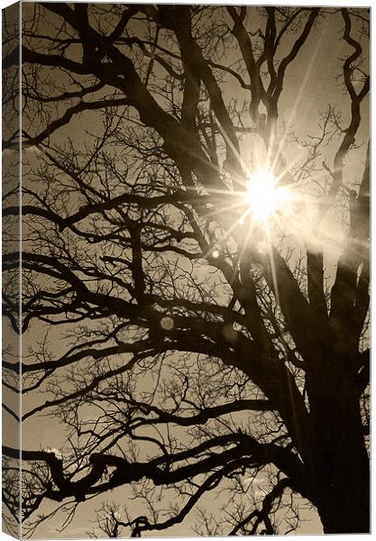 Peeking through the Branches Canvas Print by Chaz Quillen