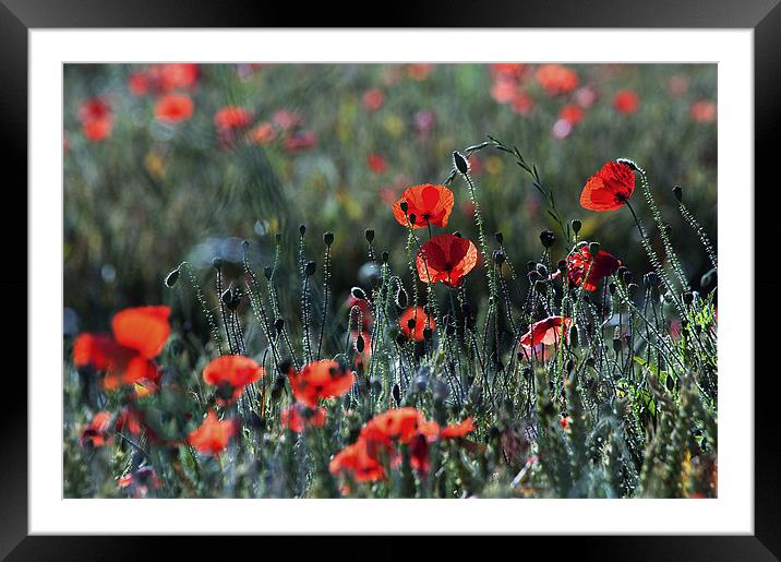 Poppies Framed Mounted Print by Dawn Cox