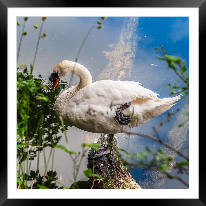 Swan on one leg Framed Mounted Print by Stephen Mole