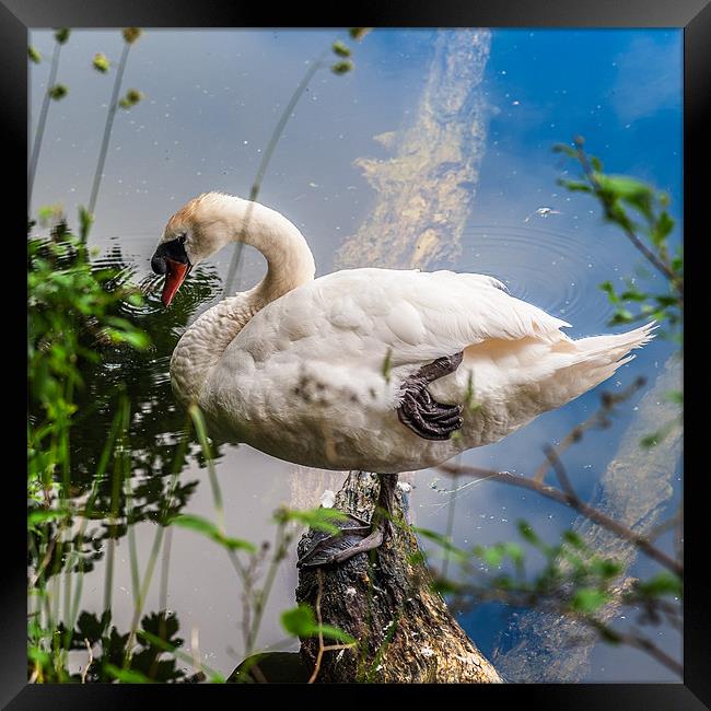 Swan on one leg Framed Print by Stephen Mole