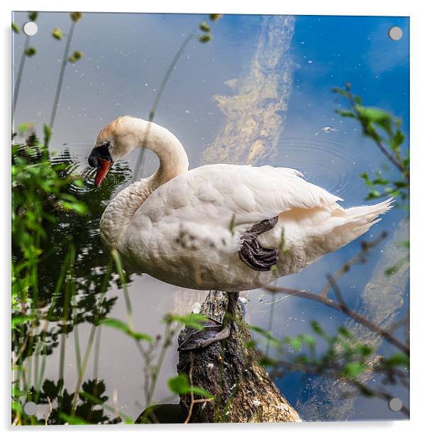 Swan on one leg Acrylic by Stephen Mole