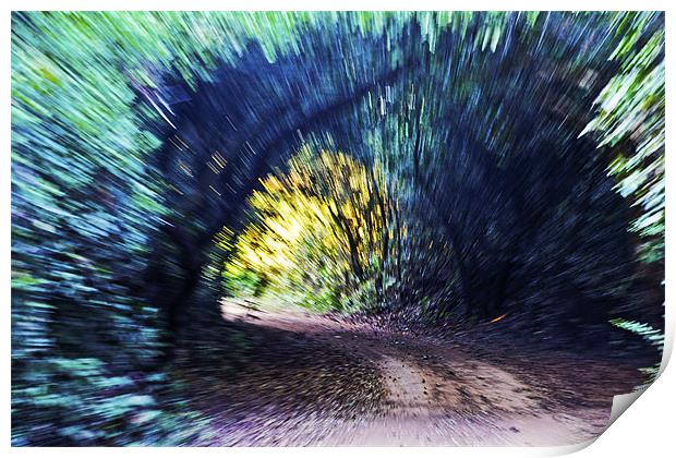 Motion Blue Tree Tunnel Print by Arfabita  