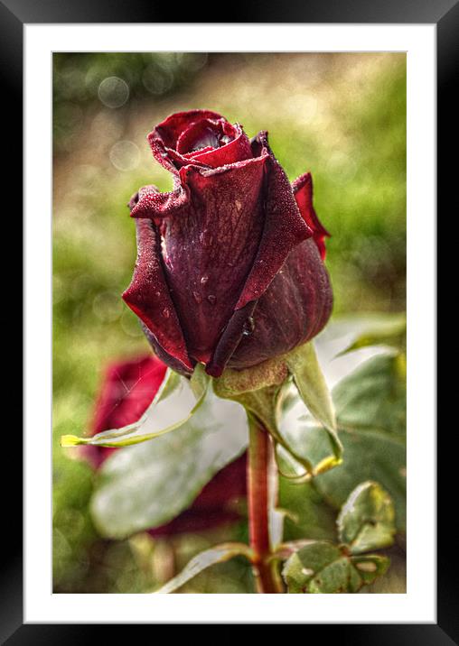 Red Rose 2 Framed Mounted Print by Rosanna Zavanaiu