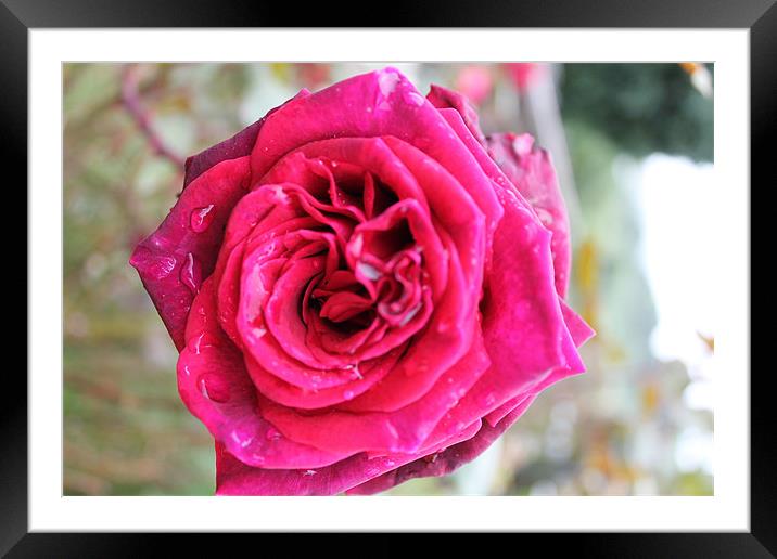 Red Rose with droplets Framed Mounted Print by Nigel Barrett Canvas