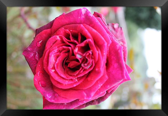 Red Rose with droplets Framed Print by Nigel Barrett Canvas